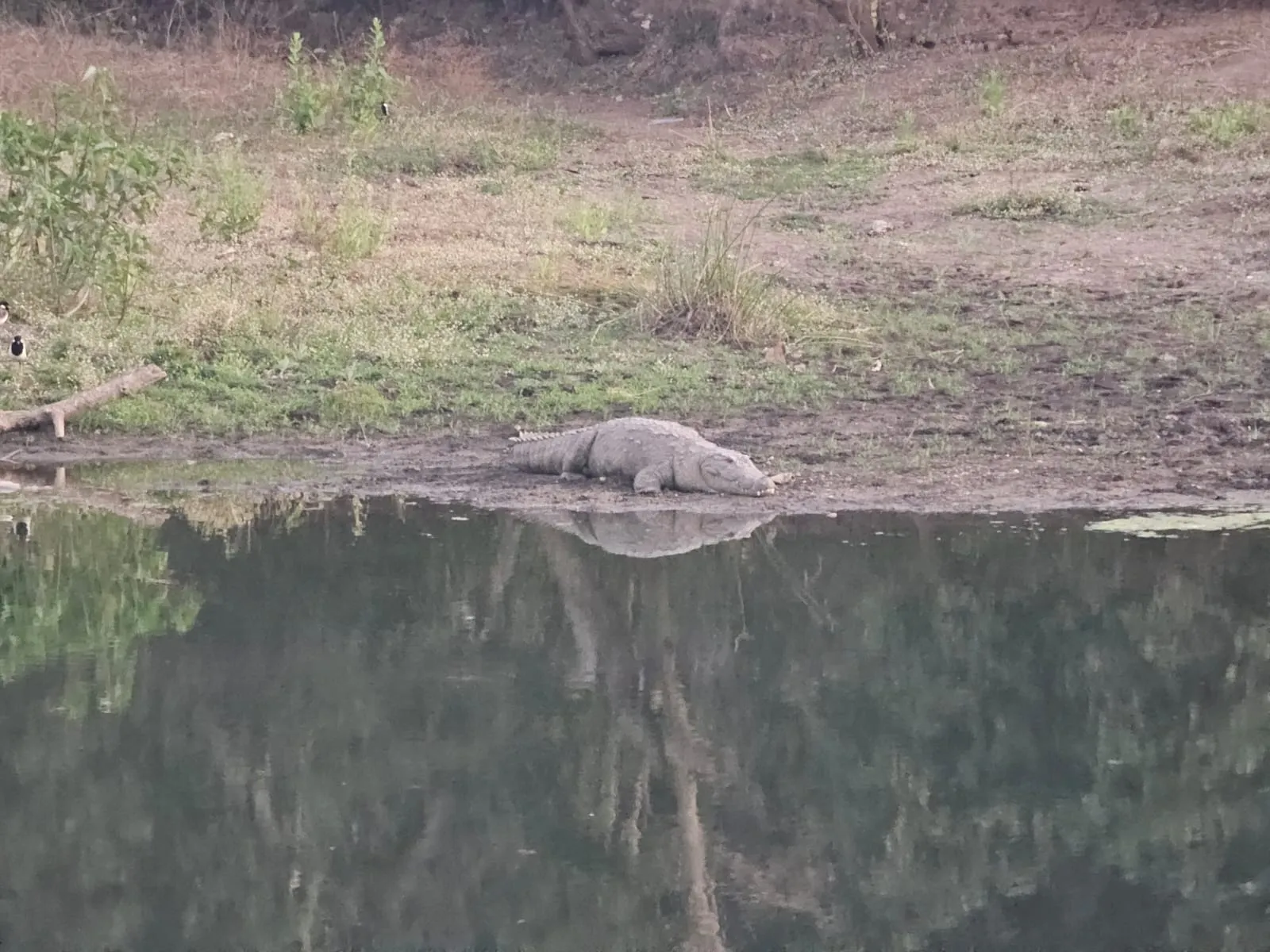 Wildlife right next to our stay at GIR